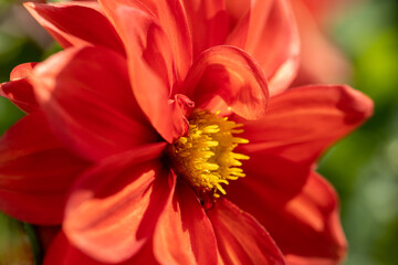 Red flower bud close-up.
