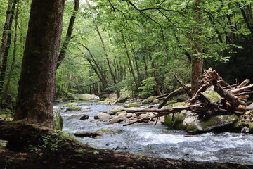 Fototapeta premium river in the forest