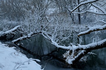 Заснеженные ветви как рога над водой