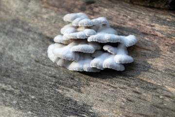 graue Pilze auf Baumstamm