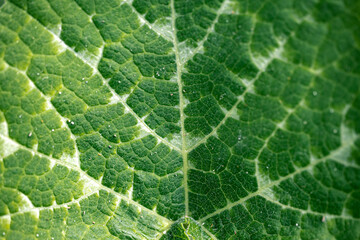 green leaf texture