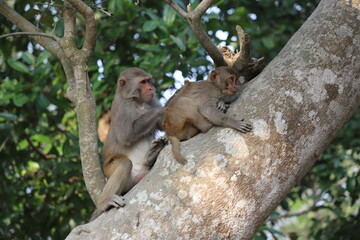 Mother monkey scratching the back of her child monkey on a tree-a view from sundarbans, banbangladesh