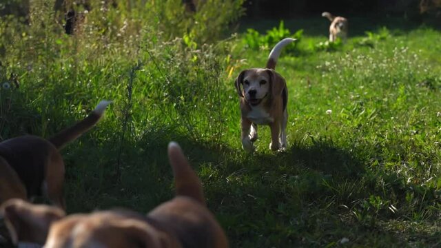Flock of beautiful dogs will run on grass on sunny day.slow moving. High quality FullHD footage