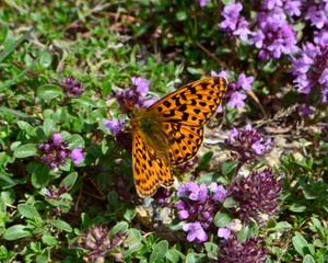 Butterfly on flower in Vanoise National Park, France