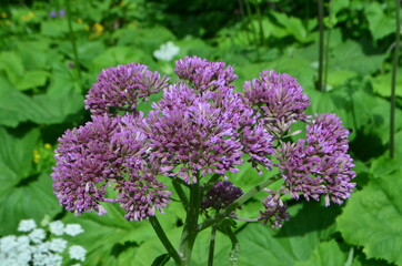 Slpine flowers, Vanoise National Park. French Alps