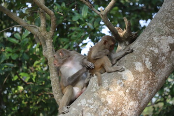 Mother monkey scratching the back of her child monkey on a tree-a view from sundarbans, banbangladesh
