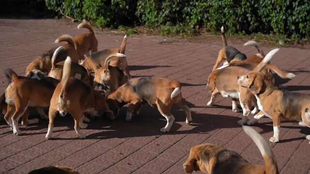 Large pack of beagles walks around yard in search of food. Hunting dogs on walk. Breeder nursery concept. slow moving.