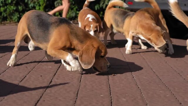 Large pack of beagles walks around yard in search of food. Hunting dogs on walk. Breeder nursery concept. slow moving.