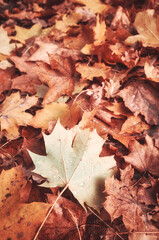Autumn leaves on the ground, color toned nature background, selective focus.