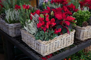 Fototapeta na wymiar Basket with red cyclamen persicum flowers, red poinsettia, white Calluna vulgaris, hyacinthus orientalis, spruce tree.