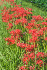 日本の綺麗な彼岸花