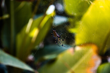 Huge Spider (Golden silk orb-weaver) in web