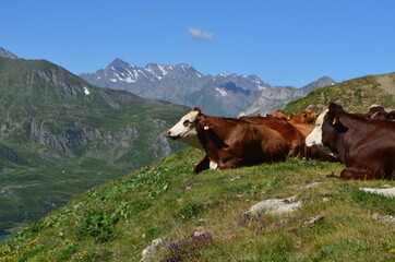 Fototapeta na wymiar Quiet cows in Mount-Cenis, French Alps.