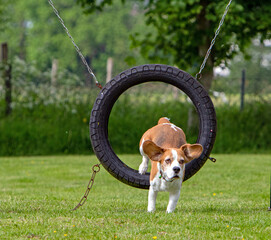 Beagle Suse hat den Sprung durch den Ring geschafft