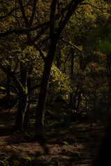 Obraz premium The dark forest against the sunlight, Geres National Park, Portugal.