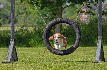 Beagle Suse im Sprung durch den Reifen