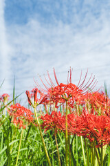 日本の綺麗な彼岸花