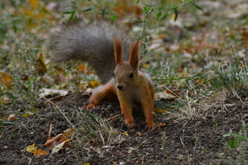 Naklejka na ściany i meble the squirrel on the ground looks ahead with caution