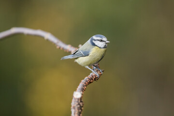 blue tit