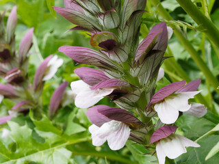 Gros plan sur épis d'acanthe à feuilles molles ou acanthus mollis à fleurs blanches mélées de...