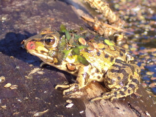 the frog Prince