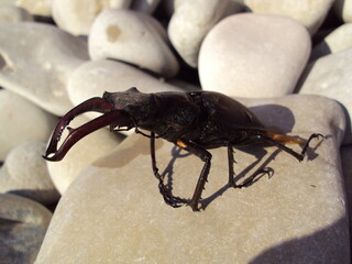 a stag beetle