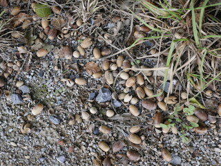 Eicheln am Boden im Herbst