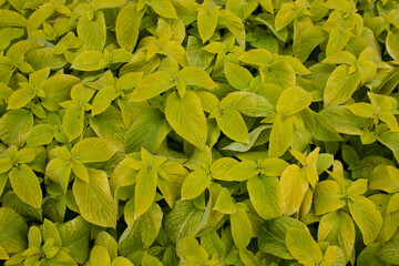 Yellow Coleus on a flower bed