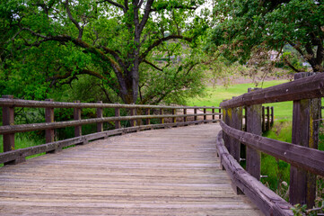 wooden bridge in the woods