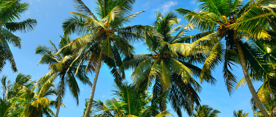 palm trees in the blue sunny sky. Wide photo.