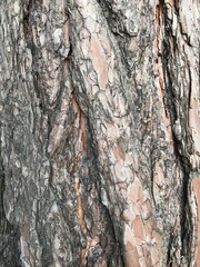 bark of a tree