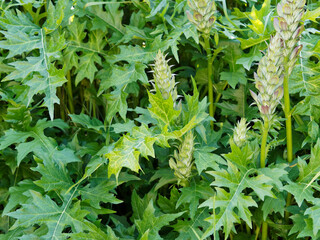 (Acanthus mollis) Acanthe molle aux grandes feuilles décorative vert foncé, luisantes, lobées et...