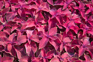 Flowerbed with red Coleus blumei