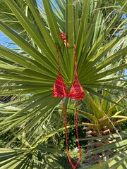 Fototapeta premium swimsuit on the palm leaf