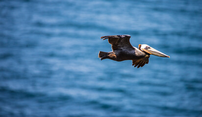 Solo Pelican in flight over Anacapa Island, Channel Island National Park