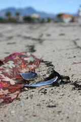 Seashell