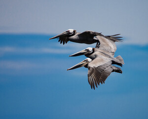 Three Pelicans in flight over Channel Islands national park with ocean in background