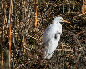 Egret