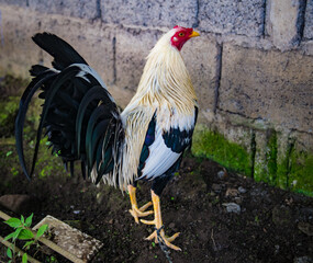 Gallo de pelea con hermosos colores y vistosas plumas. Estos son pájaros fantásticos que inspiran...
