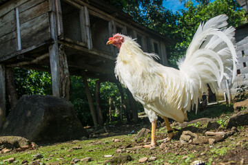 Gallo de pelea con hermosos colores y vistosas plumas. Estos son pájaros fantásticos que inspiran respeto y coraje.