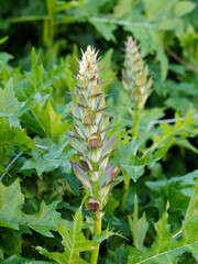 Gros plan sur épis immature d'acanthe à feuilles molles (Acanthus mollis)
