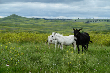 Wild Burros standing in a field at Custer State Park South Dakota