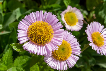 Seaside Daisy (Erigeron glaucus) in bloom