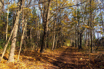 Obraz premium Jesień na Podlasiu, Polska