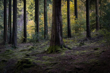Idless woods Cornwall England UK near Truro in autumn 