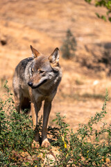 Attica zoological park. European Grey Wolf. Canis Lupus.