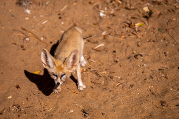 Funny unusually large ears. Fennec fox. Small crepuscular fox native to the Sahara Desert and the...