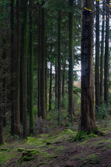 Fototapeta premium Idless woods near Truro Cornwall England uk during autumn 