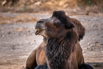 Bactrian camel, held captive in a zoo. Brown fur. Portrait of a camel with a funny face. Attica Zoological Park.