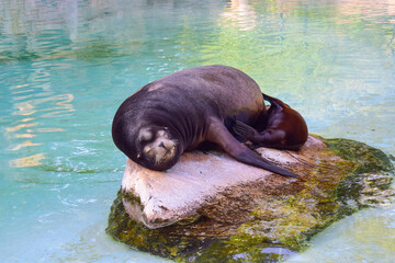 Navy seals basking on a rock in the pool